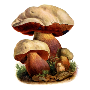 Máte rádi houby a hledáte kolik mají purinů? Tady je odpověď!