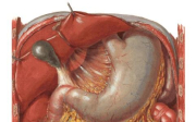Anatomie břišní dutiny